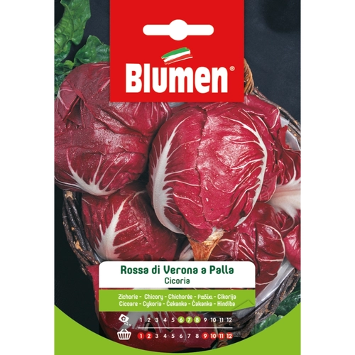Semi orto di cicoria 20 g BRI117047