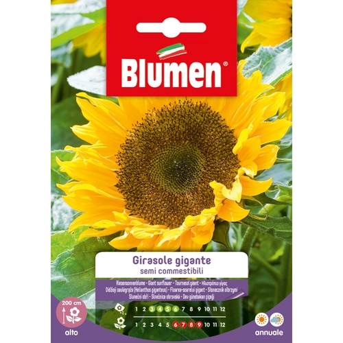 Semi fiore di girasole 20 g BRI1194023