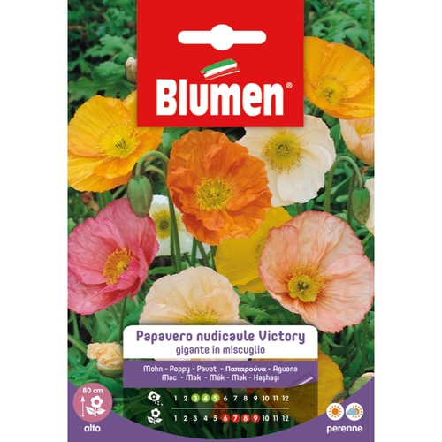 Semi fiore di papavero 20 g BRI1194033