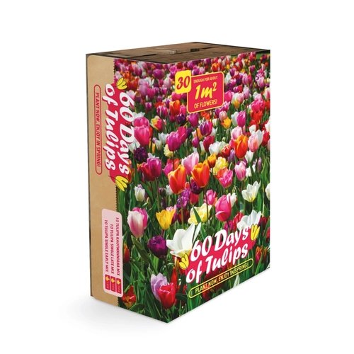 Semi fiore di tulipani 180 g BRI1407702