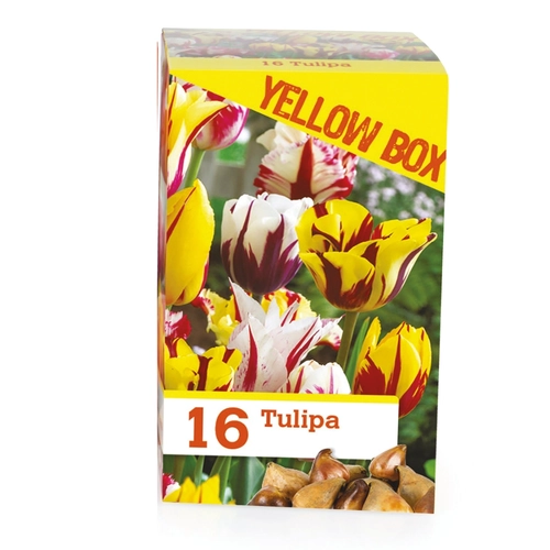 Bulbi di tulipani 180 g BRI1407703