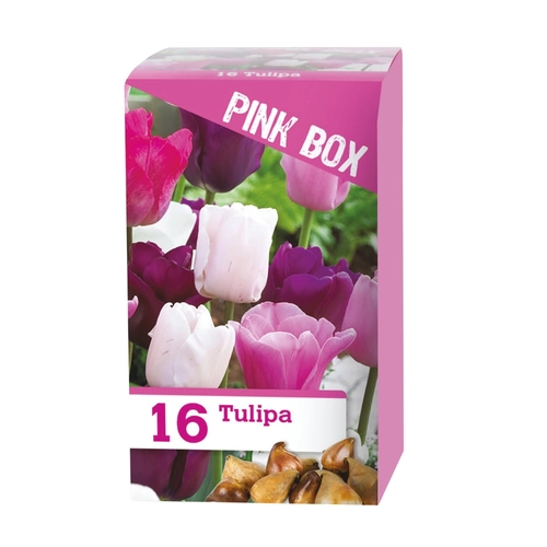 Bulbi di tulipani 180 g BRI1407704