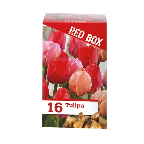 Bulbi di tulipani 180 g BRI1407705