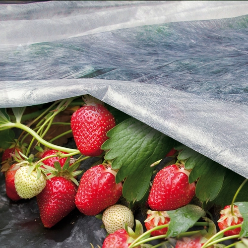 Telo di forzatura ORTOCLIMA 2,4 x 10 m BRI1515088