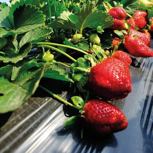 Film protettivo BLACK COVER 1,5 x 20 m BRI1585896