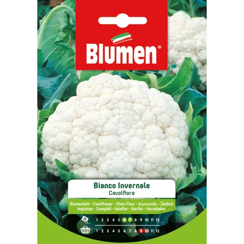 Semi orto di cavolfiore 20 g BRI53680