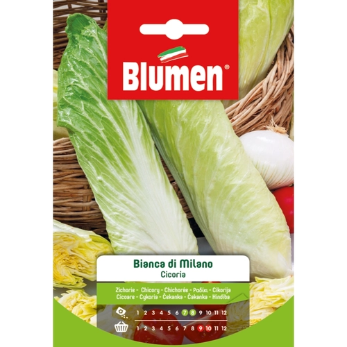 Semi orto di cicoria 20 g BRI53687