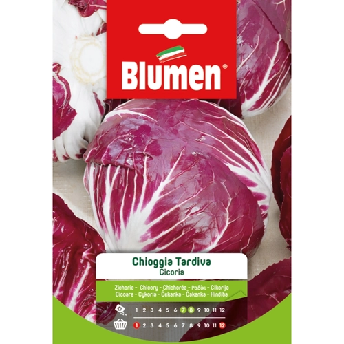 Semi orto di cicoria 20 g BRI53692