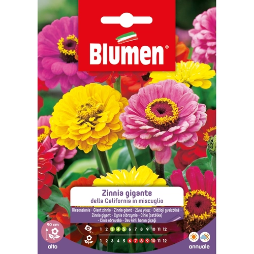 Semi fiore di zinnia gigante 20 g BRI53823