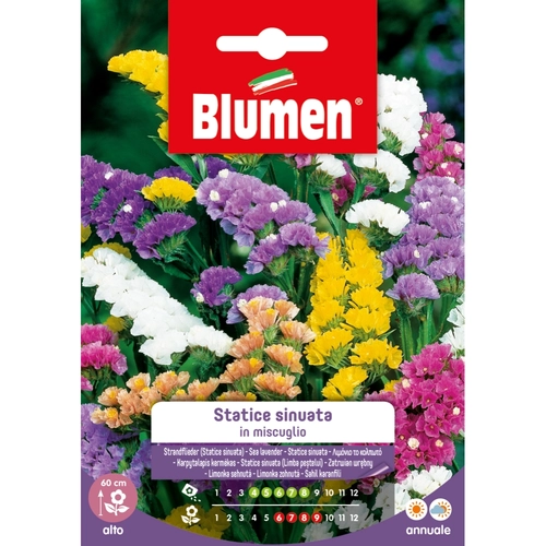 Semi fiore di statice 20 g BRI53829