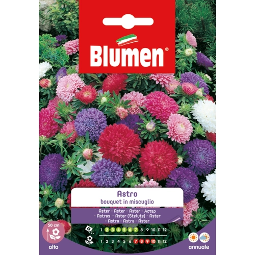 Semi fiore di astro 20 g BRI53833