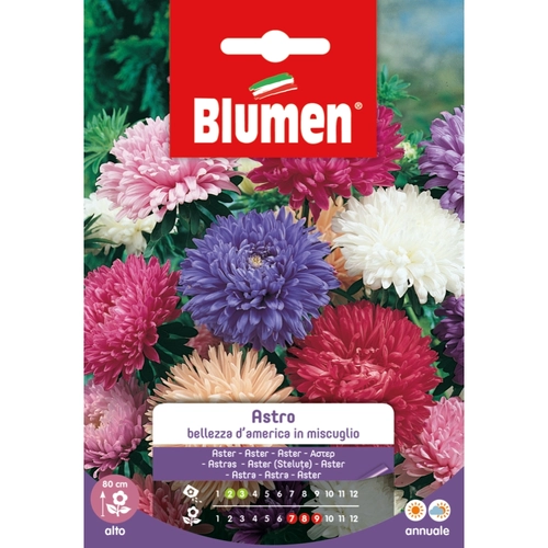 Semi fiore di astro 20 g BRI53837