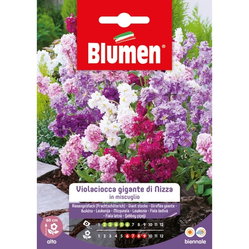 Semi fiore di violaciocca 20 g BRI53839