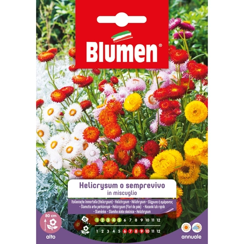 Semi fiore di helicrysum 20 g BRI53848