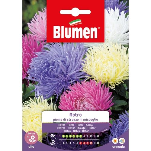Semi fiore di astro 20 g BRI53849