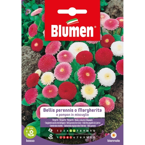 Semi fiore di bellis perennis 20 g BRI53852