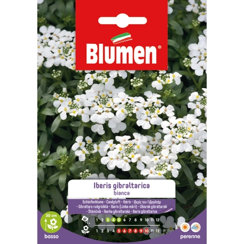 Semi fiore di iberis gibraltarica 20 g BRI53855