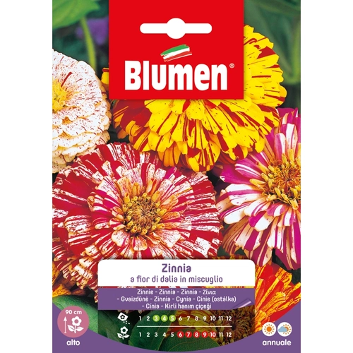 Semi fiore di zinnia gigante 20 g BRI53863