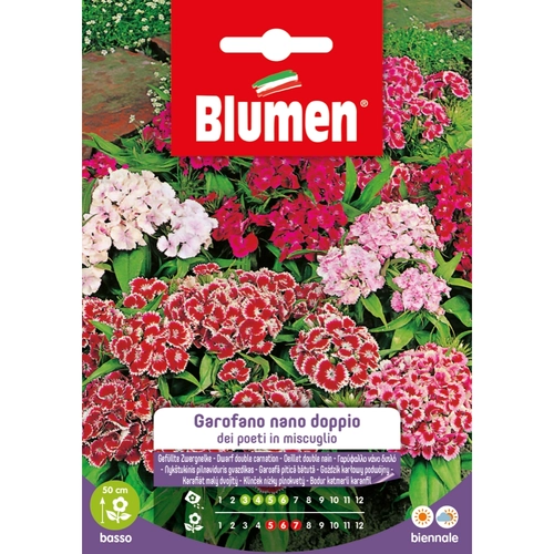Semi fiore di garofano 20 g BRI53864