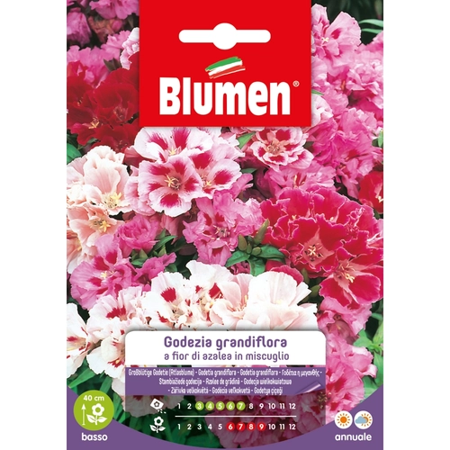 Semi fiore di godezia grandiflora 20 g BRI53891