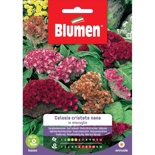 Semi fiore di celosia cristata nana 20 g BRI53892